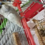 Erkek Muhabbet Kuşumu Sahiplendirmek İstiyorum