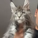 Xxxl Erkek Ufak Vaşak Gibi Maine Coon