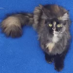 A Kalite Maincoon Yavrumuz Teslime Hazirdir