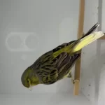 Sağlıklı Erkek Kanaryamız
