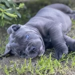 Profesyonel Üretim Çifliğinden Cane Corso Kapıda Ödeme