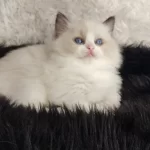 Safkan Ragdoll Yavrular