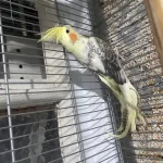 Yavru Sultan Papağanı Erkek