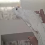 Bebek Albino Sultan Papağani