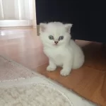 Golden Point Dişi Ve Erkek British Shorthair Kardeşler