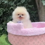 Orjinal Pomeranian Boo