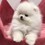 Pomeranian Boo Güzel Yavrular