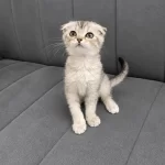 Harika Scottish Fold Bebek