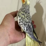 52 Günlük Ful Evcil Kusursuz Bebek Sultan