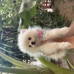Dünyalar Tatlısı Dişi Pomeranian Boo