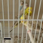Ele Aliştirmalik Yeme Alişik Yeni Muhabbet Yavrular