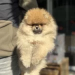 Petmode Köpek Çiftliğinden Teddy Face Surat Pomeranian