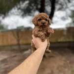 Red Poodle Yavrularımız