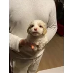 Minik Maltipoo Bebeğim