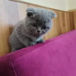 Son 3 Yavru Kedimiz Yeni Yuvasına Gitmeye Hazır