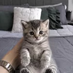 Whiskas British Shorthair Bebeğim