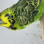 Üreticiden Show Jumbo Muhabbet Kuşu