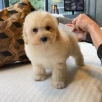 İpeksi Tüylü Neşe Küpü Maltipoo Yavruları