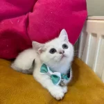 British Shorthair Erkek Yavrumuza Yuva (uyguna)