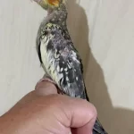 38 Günlük El Besleme Evcil Sultan Papağani Bebek