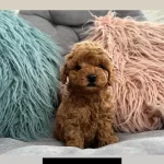 Harika Kore Toy Poodle