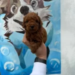 En İyisinden Erkek Dişi Poodle Bebekler
