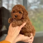 Kore Toy Poodle Köpeğimiz