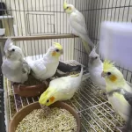 Yavru Sultan Papağanları