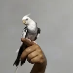 4 5 Aylık Sultan Papağanlar Ele Alışık