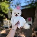 Orjinal Pomeranian Boo