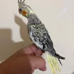 48 Günlük Full Evcil Pearl Sultan Papağani Bebek