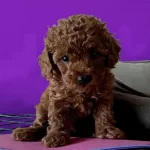 En Küçüğü Safkan Toy Poodle