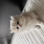 British Longhair Erkek