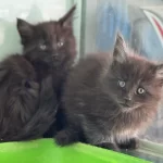 Çok Özel Aşılı Pasaportlu Maine Coon Yavrularımız
