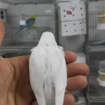 Alıştırmalık Ve Konuşturmalık Kuşlar Hepsi Güzel