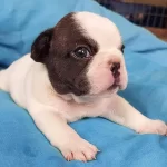 French Bulldog Yavrulari