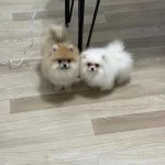 Ankaranın En Kaliteli Safkan Pomeranian Yavruları