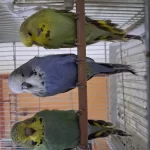 Yavru Show Jumbo Muhabbet Kuşları