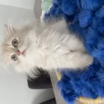 British Longhair Erkek