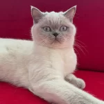 2 Yaşında Dişi Kısırlaştırılmış British Shorthair