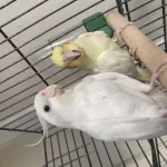 Çift Sultan Papağanı Albino Lutino