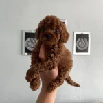 Toy Poodle Yavrular Orijinal