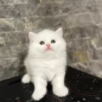 Safkan British Longhair Yavrularim