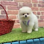 Safkan Pomeranian Boo Yavrularımız