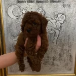 Red Brown Poodle Yavrularım Orijinal