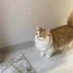Muhteşem Güzellikte British Longhair