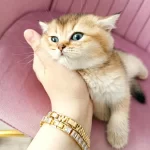 British Shorthair Yavrular Teslime Hazır