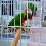 Lori Papağanı Dişili Erkekli