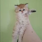 British Longhair Kedisi