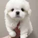 Pamuk Gibi Maltese Terrier Tuvalet Eğitimli